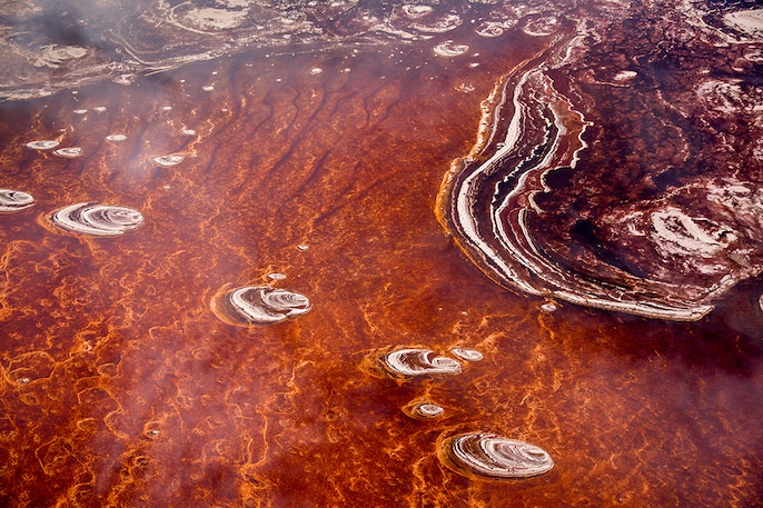 Microbial Fire Microbial Fire
