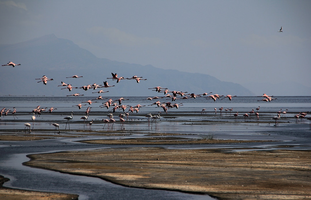 Flamingo Fortress