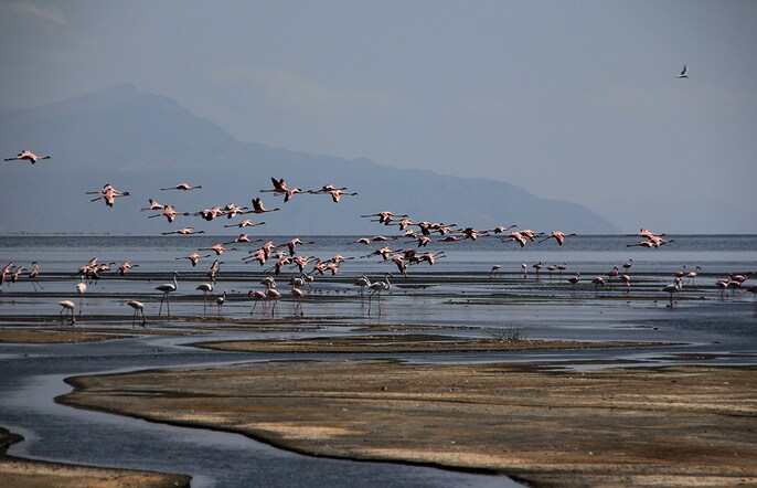 Flamingo Fortress Flamingo Fortress
