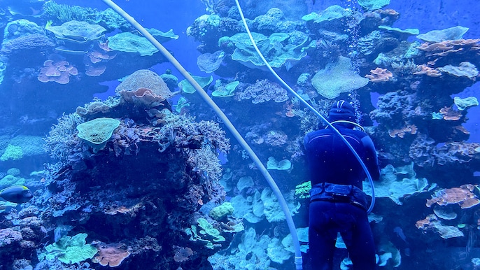 Shark Tank Cleaner Shark Tank Cleaner