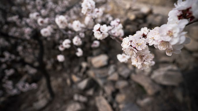 Blossom Drama Blossom Drama