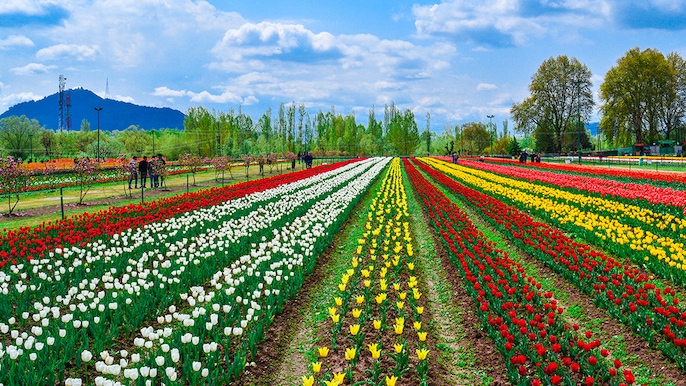 Tulip Awakening Tulip Awakening