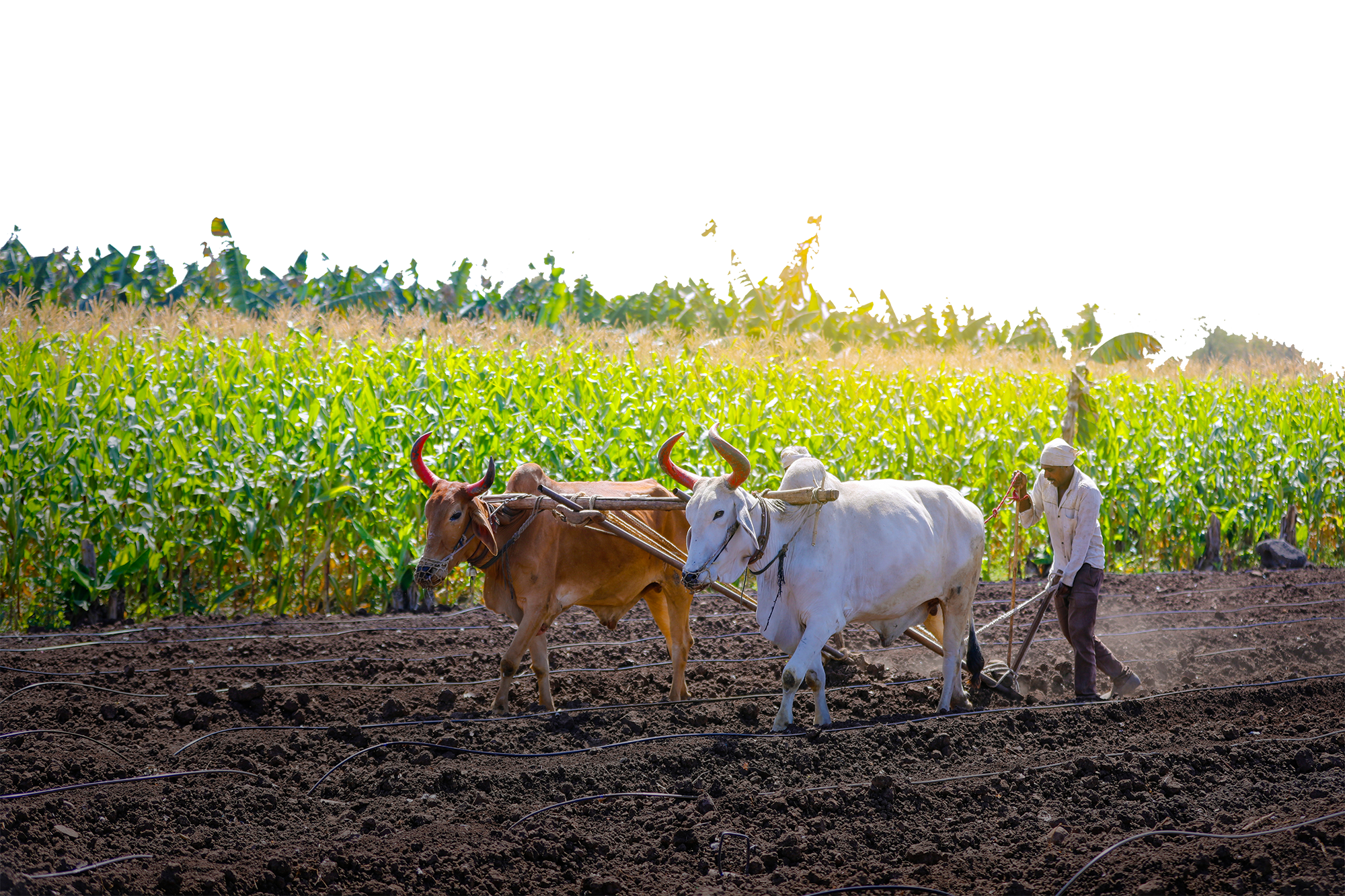 Farmland's Free Pass