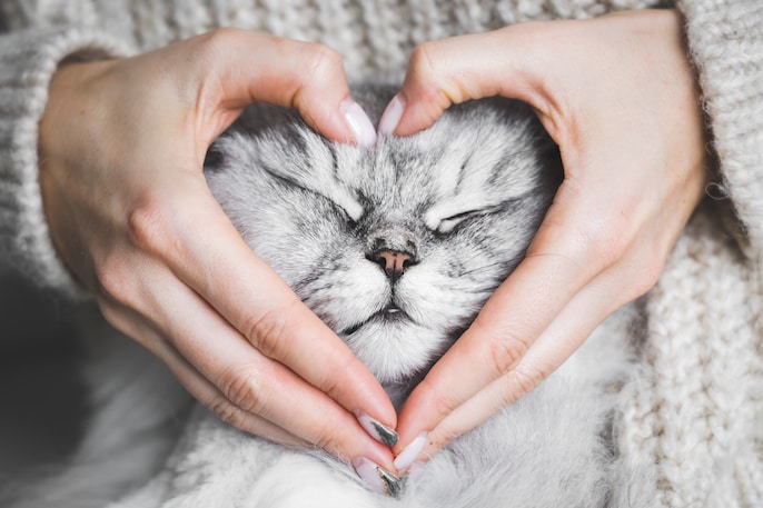 Pet Care, Childcare And Freelancing Pet Care, Childcare And Freelancing
