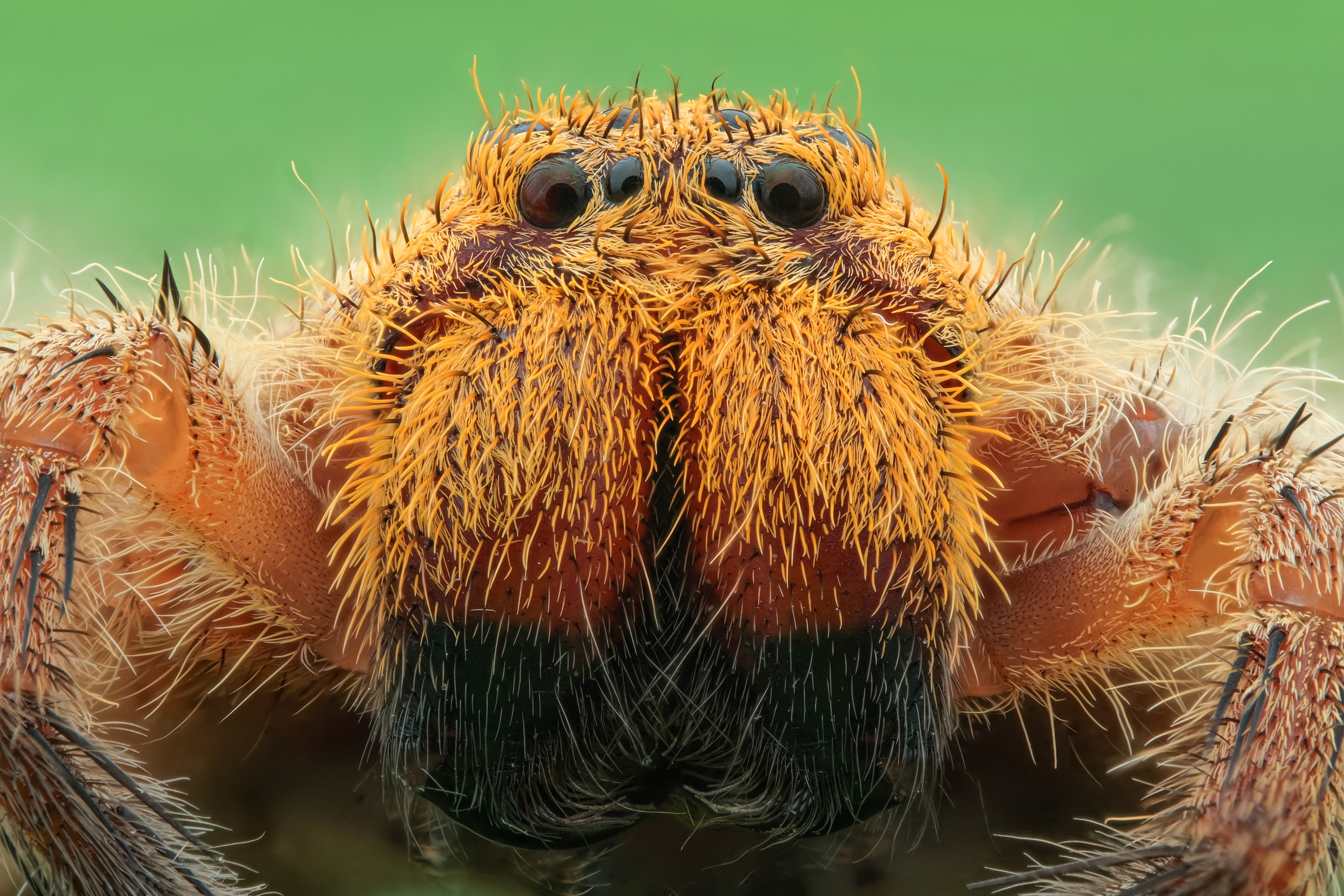 Spider Shock