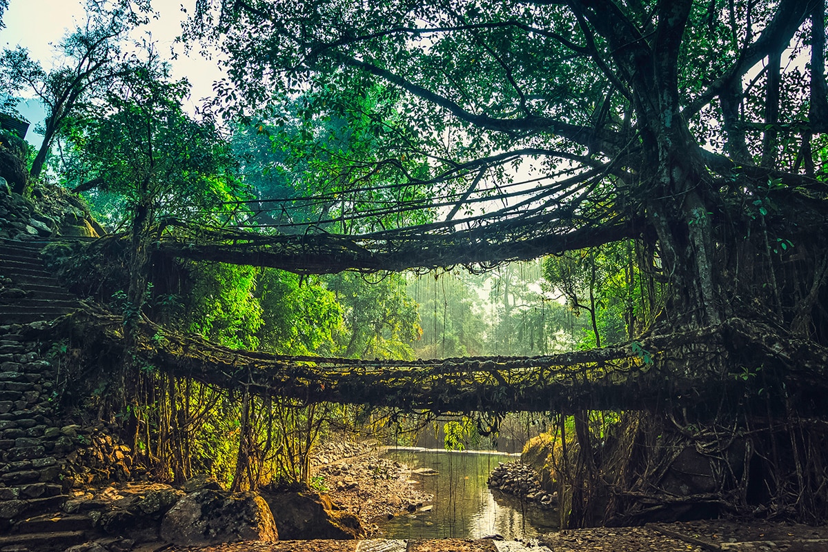 Living Bridges