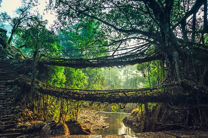Living Bridges Living Bridges