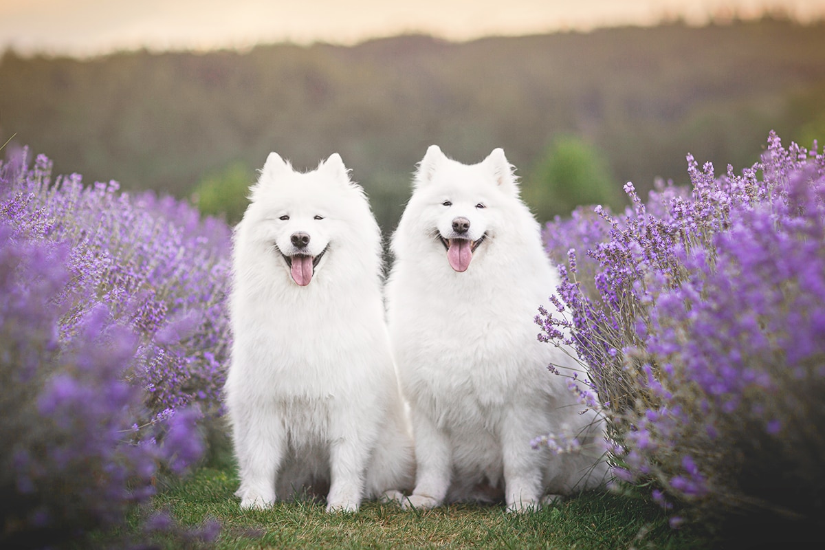 Fluffy Fortune