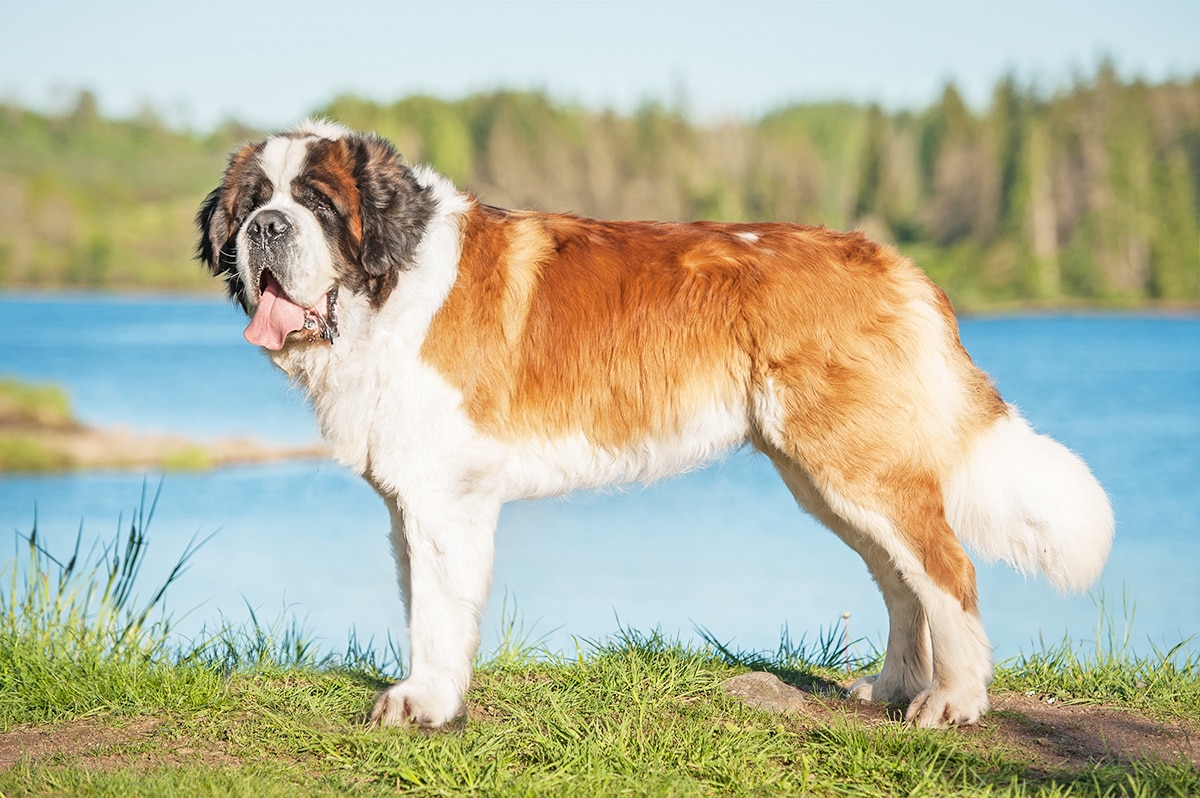 Gentle Giant