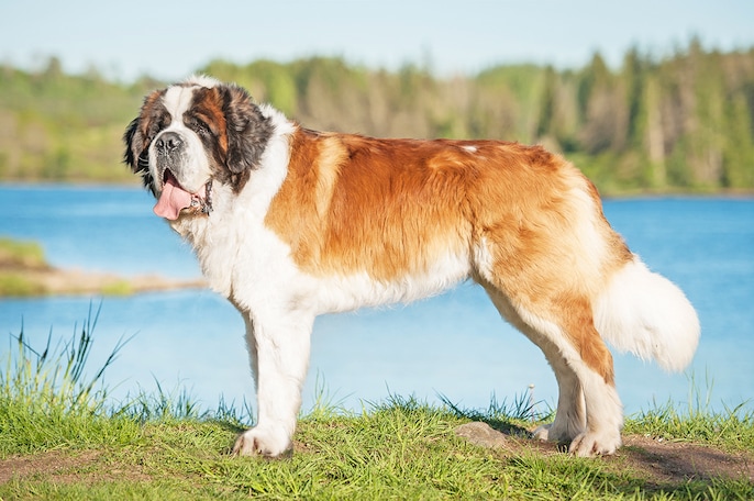 Gentle Giant Gentle Giant