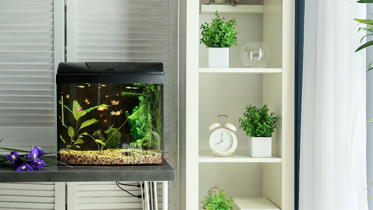 Fish Tank