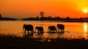 elephant elephant