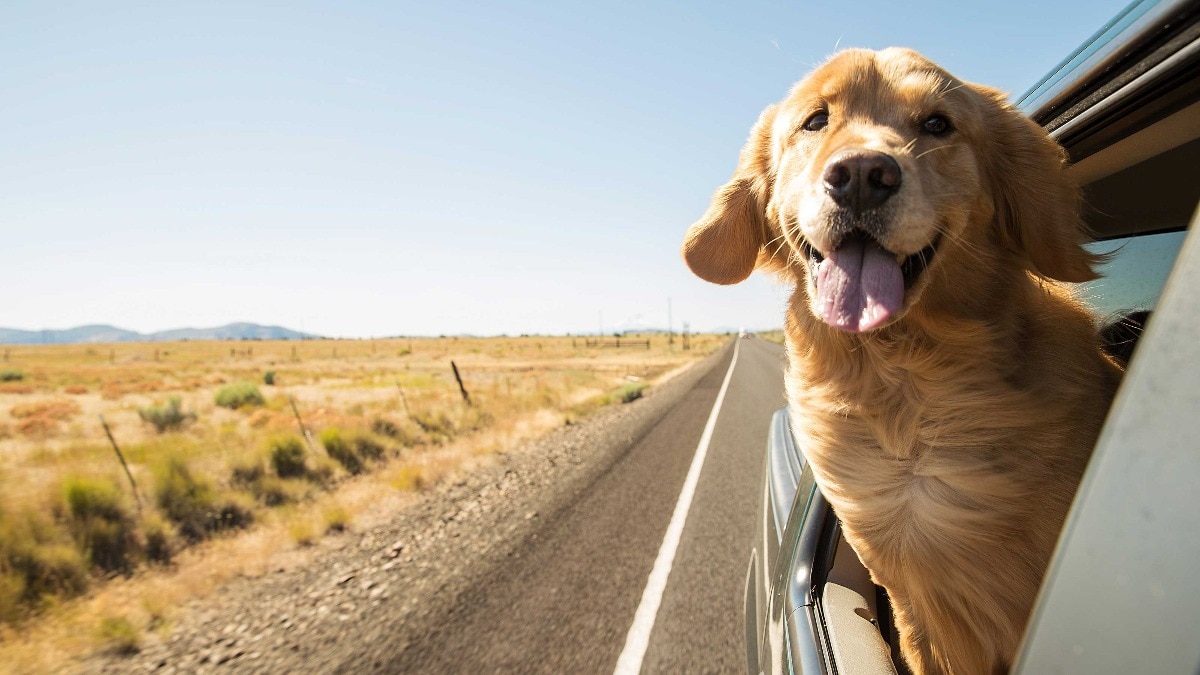 Five weekend road trips from Bengaluru: Distances, driving times and what to see in Coorg, Hampi, Kabini and more