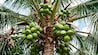 coconut coconut