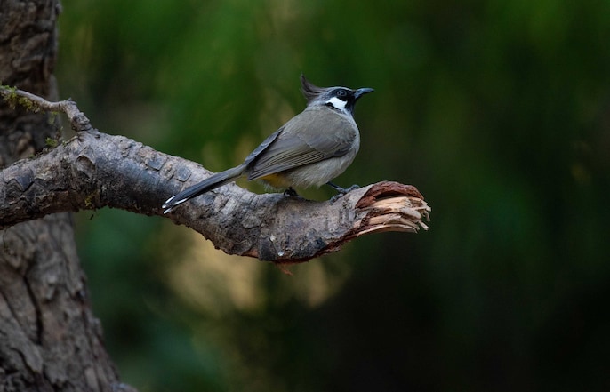 Binsar: Forests, birds and mountain views Binsar: Forests, birds and mountain views