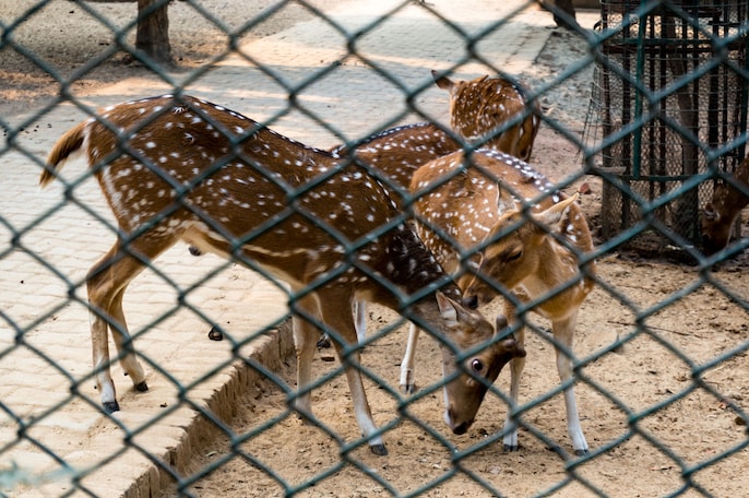 Hauz Khas Deer Park — visit for the forest, not guaranteed deer sightings Hauz Khas Deer Park — visit for the forest, not guaranteed deer sightings