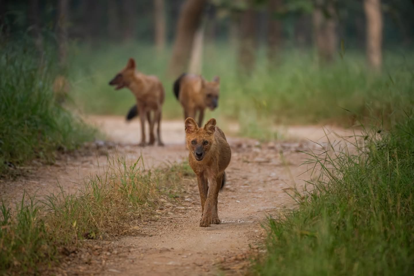 Six Wildlife Destinations In One Initiative