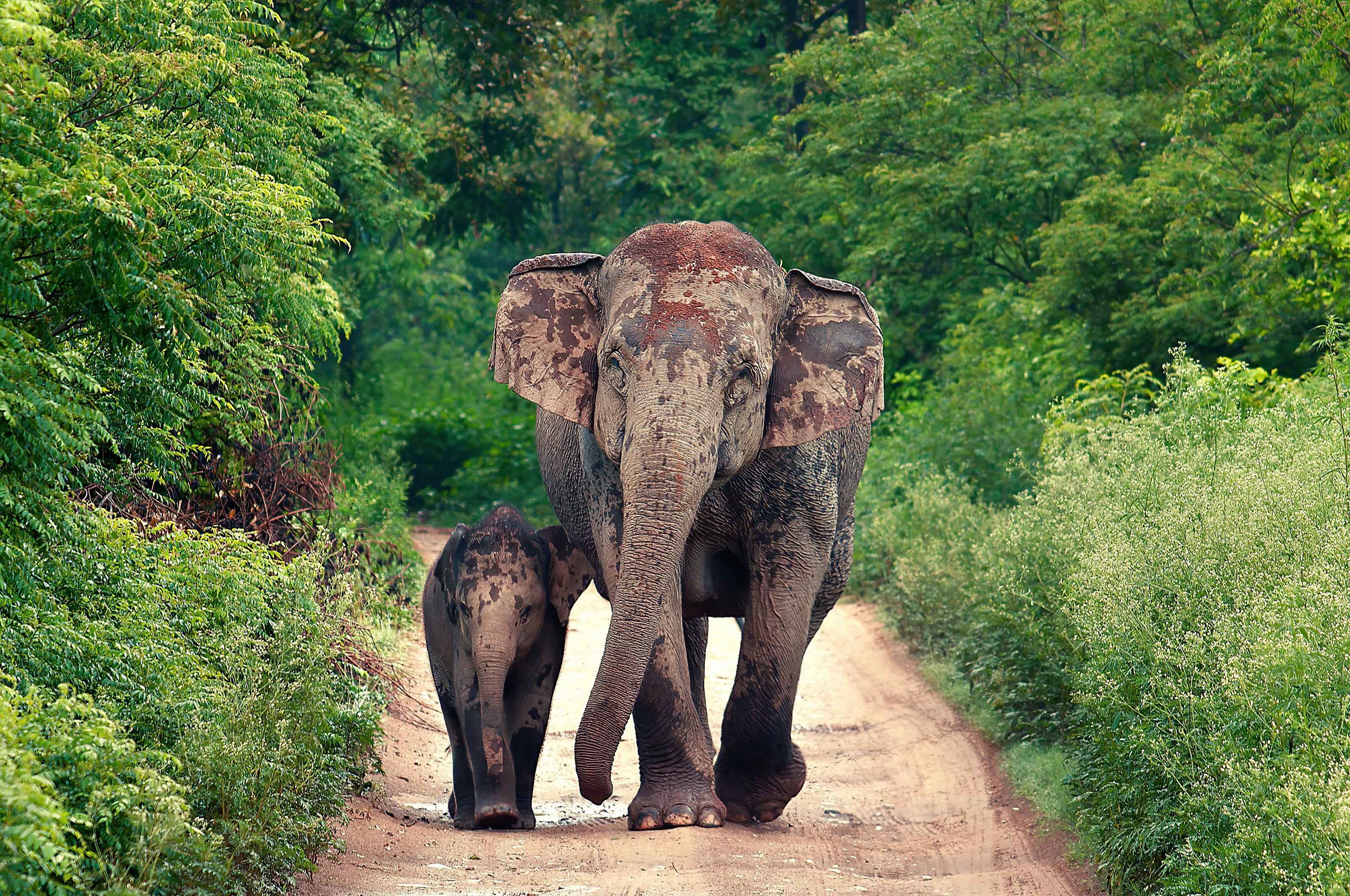Jim Corbett — 240 KM, Tigers And Jungle Safaris