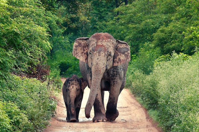 Jim Corbett — 240 KM, Tigers And Jungle Safaris Jim Corbett — 240 KM, Tigers And Jungle Safaris
