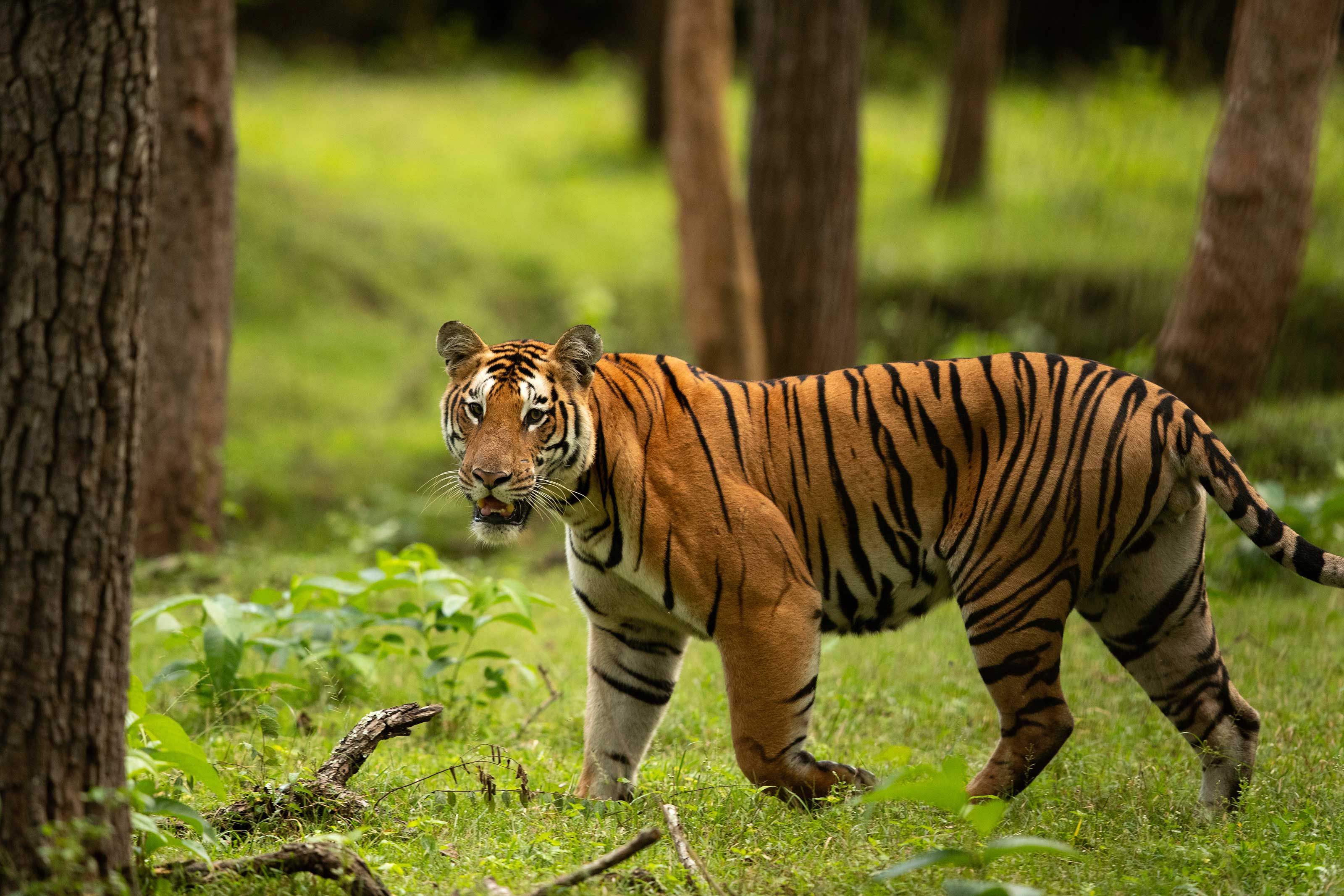 Kabini: approximately 200km
