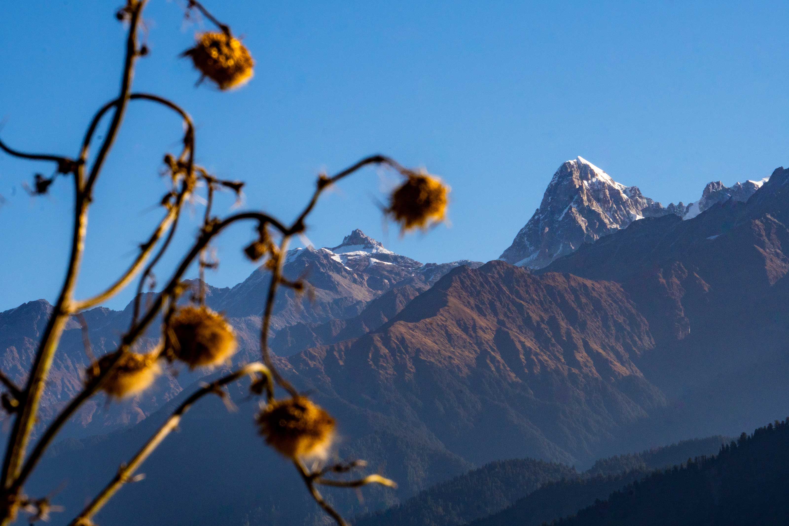 Khirsu: Forest walks and Himalayan panoramas