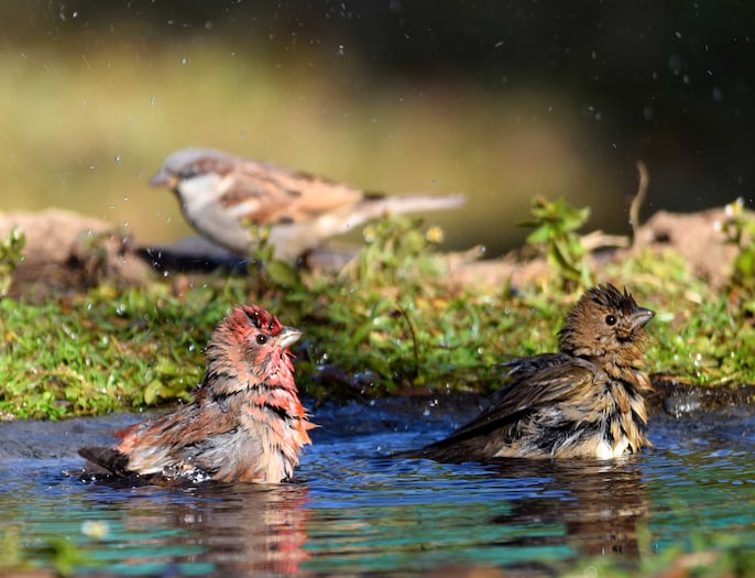 Pangot: A recognised birdwatching destination Pangot: A recognised birdwatching destination