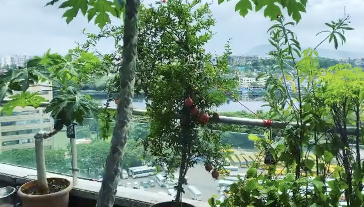 Green Terrace