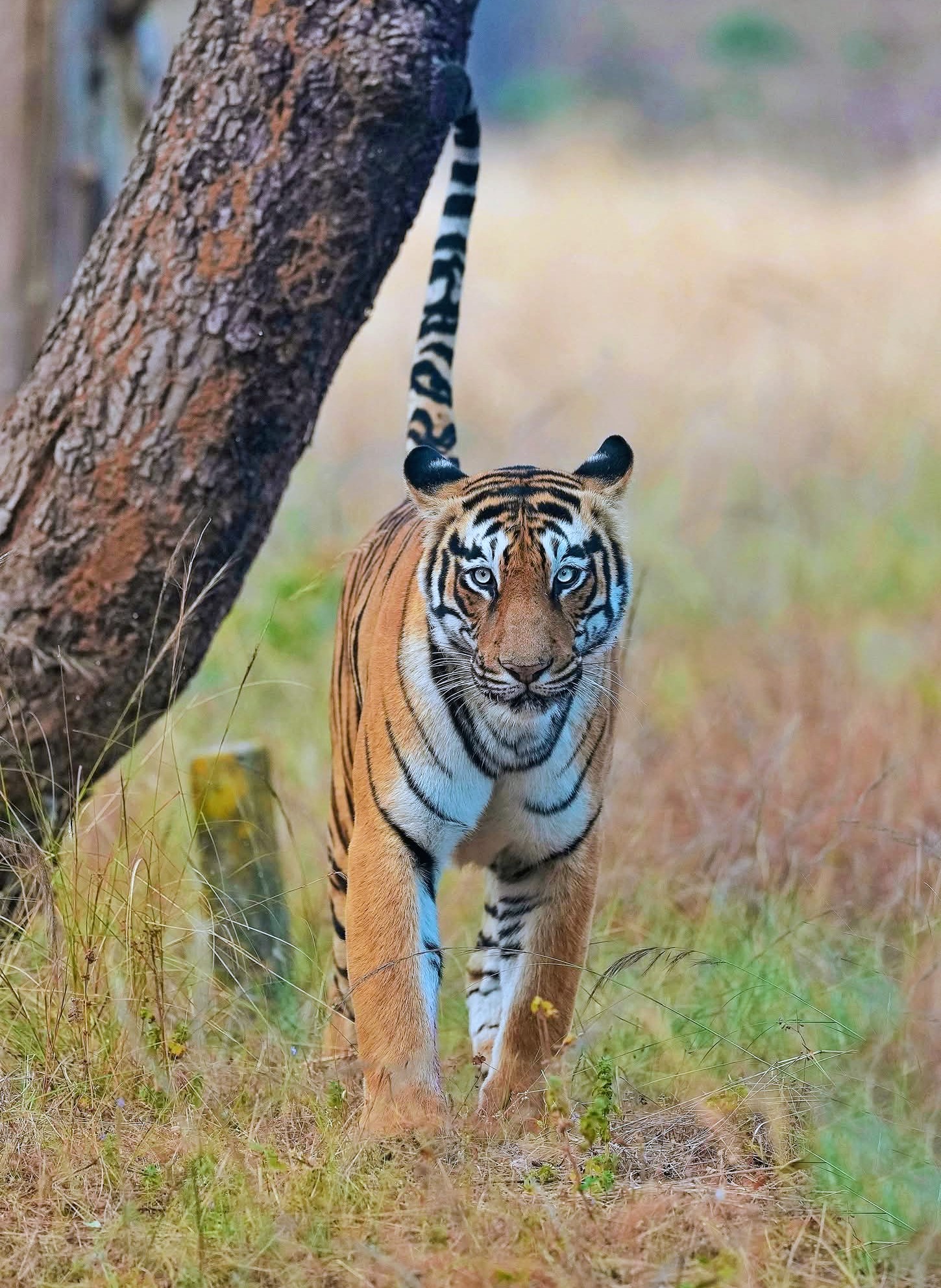 Signed On International Tiger Day