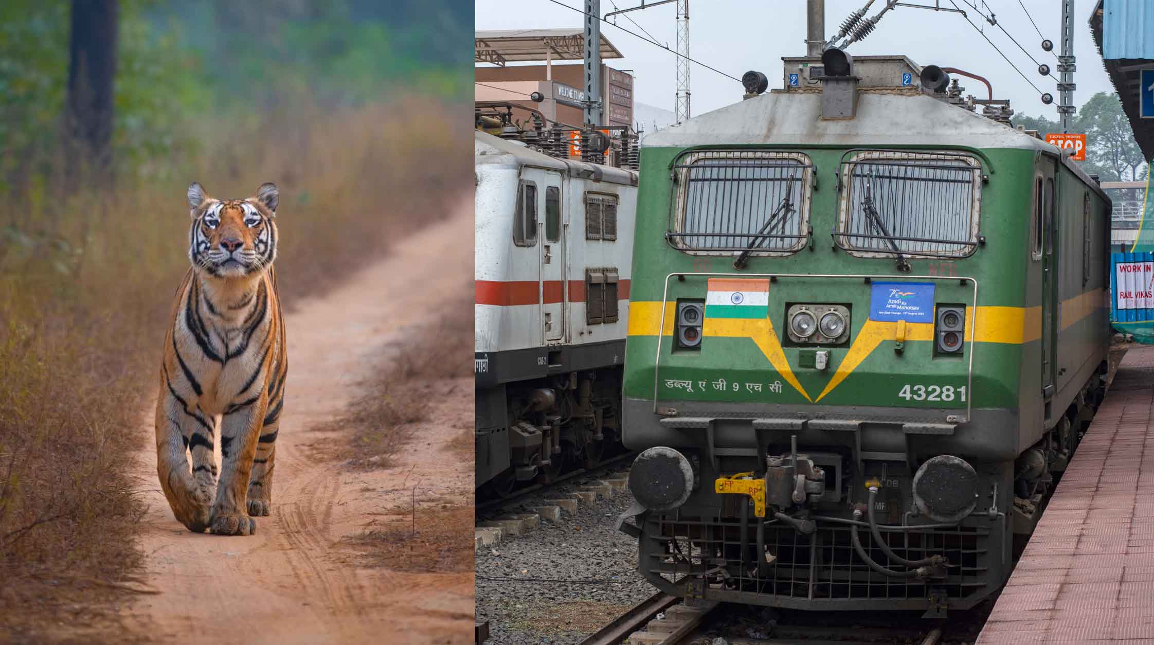 Planning A Wildlife Trip Just Got Much Easier