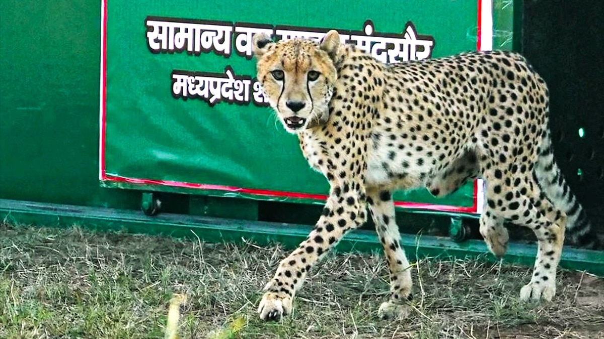 cheetah