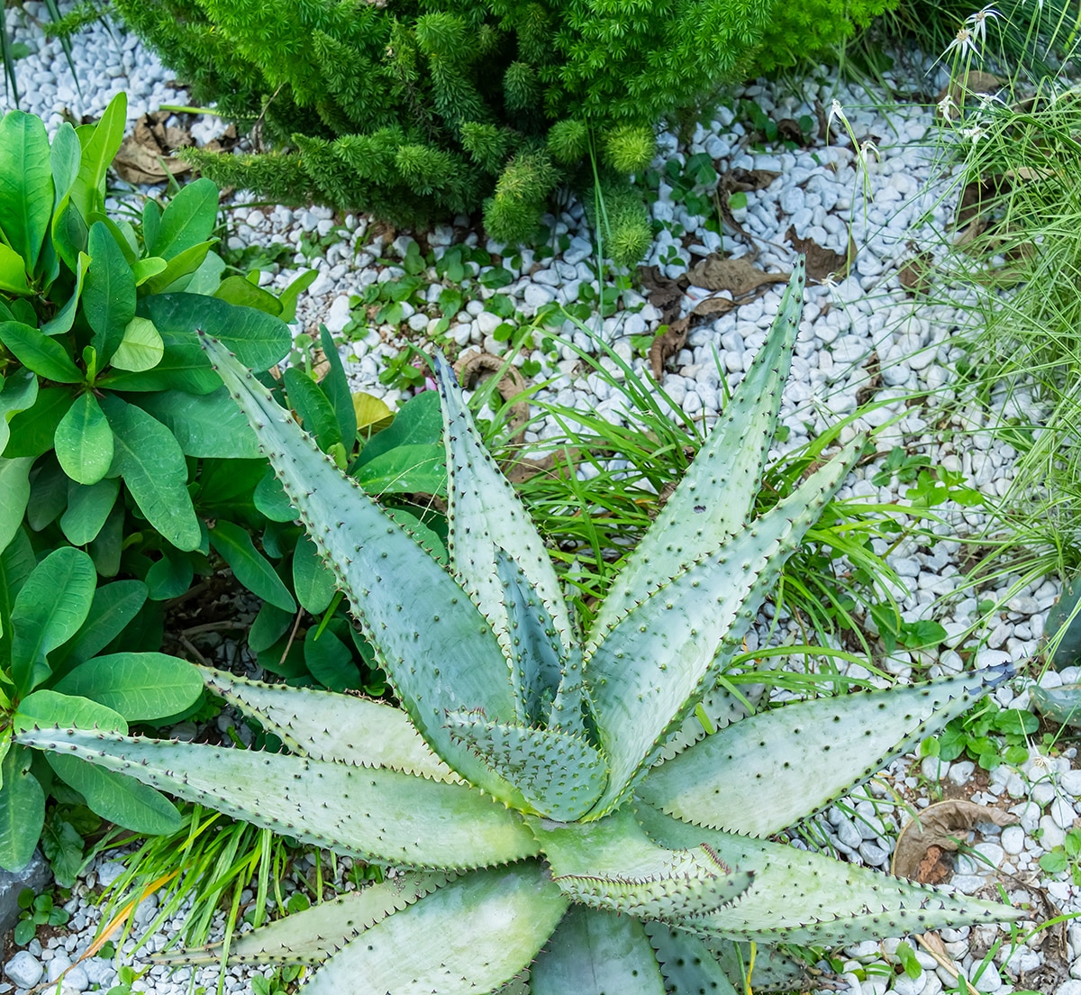 Thirsty Plants