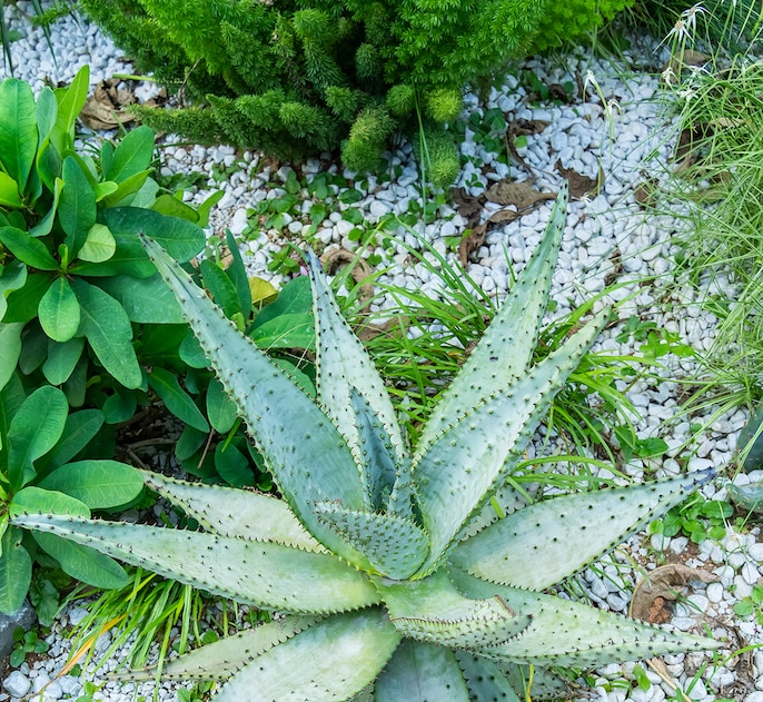 Thirsty Plants Thirsty Plants