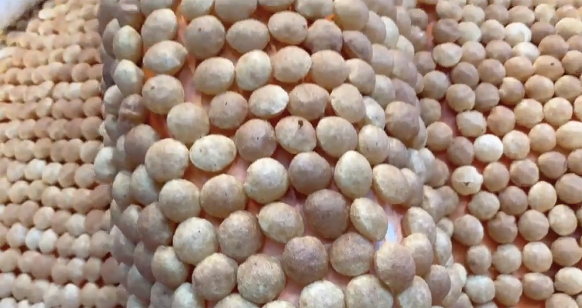 Shell marathon