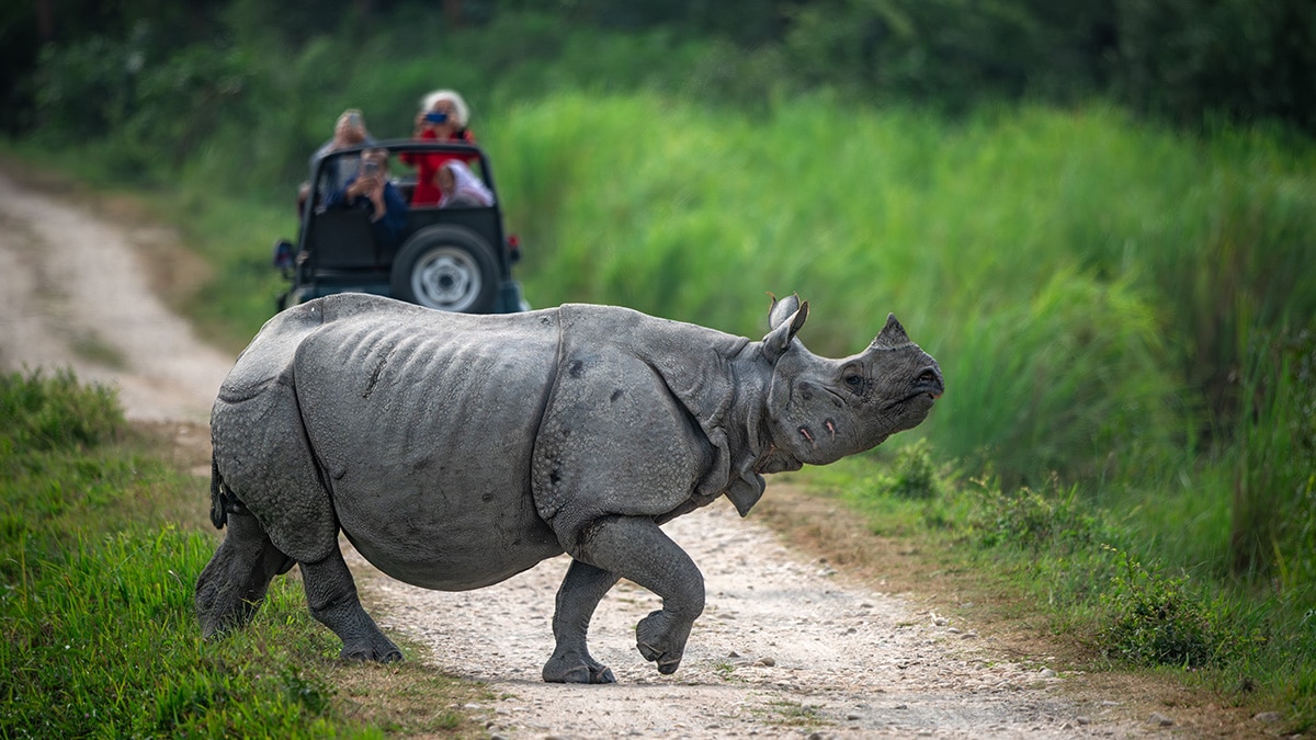 Rhino territory