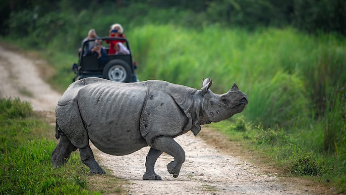 Rhino territory Rhino territory