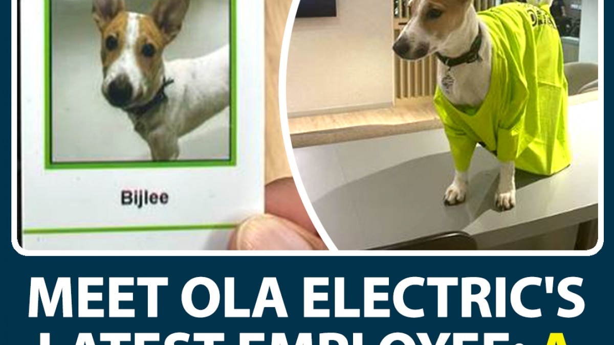 Ola Electric CEO Hires Dog As Company’s Newest Employee, Shares ID With