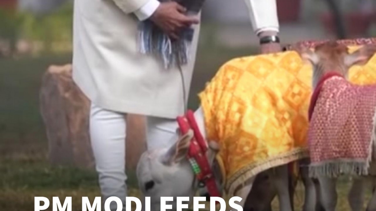 PM Modi Celebrates Sankranti With Gauseva, Shares Warm Moment In Delhi