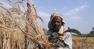 Wheat imports rise 27% this financial year