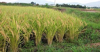 Fertiliser shares slump as govt defers decision