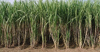 Sugar stocks rise on export permit Sugar stocks rise on export permit