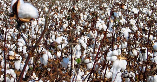Cotton export ban rolled back