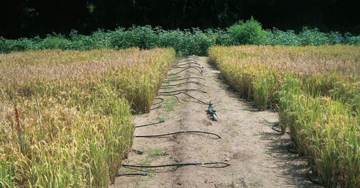Drip irrigation One drop at a time BusinessToday