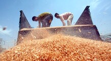 Food security programme: Will the states really benefit? Labourers unload wheat from a tractor trolley at a wholesale grain market on the outskirts Amritsar (Photo: Reuters)