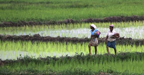 Good rains increase kharif crop sowing