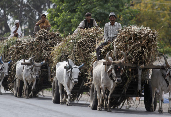 Domestic sugar output crosses 14 million tonne: ISMA Domestic sugar output crosses 14 million tonne: ISMA