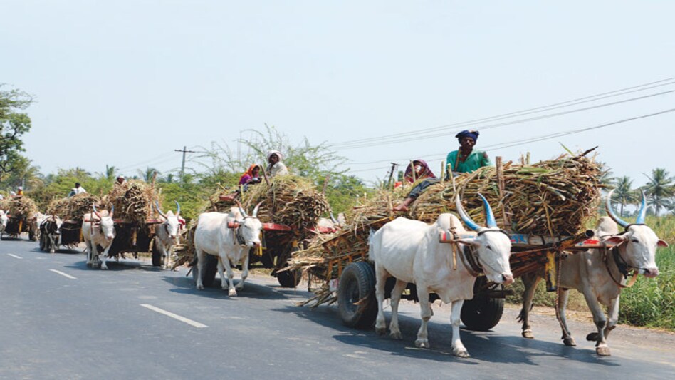 Bitter taste: Cane farmers on their way to a sugar mill in Malegaon, near Baramati in Maharashtra. Photo: Mandar Deodhar Bitter taste: Cane farmers on their way to a sugar mill in Malegaon, near Baramati in Maharashtra. Photo: Mandar Deodhar