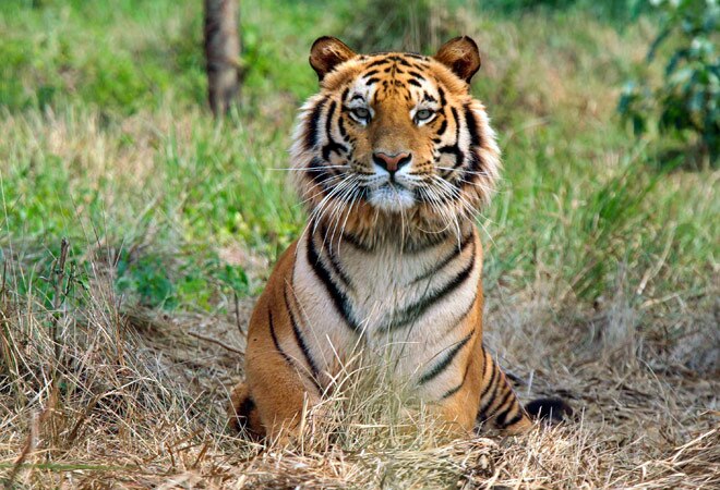 India's tiger population rises by 30.5 per cent to 2,226 since 2010