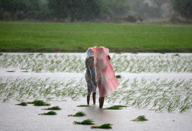 Normal monsoon in 2015 may bring cheer to agriculture A report says that monsoon is likely to be normal in 2015. (Photo: Reuters)