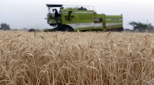 Wheat import deals biggest since 2010 as rains damage crop Wheat import deals biggest since 2010 as rains damage crop (Photo: Reuters)