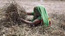Drought scare: Agriculture sector shrinks first time in five years The agriculture sector posted two straight quarters of negative growth of 1.1 per cent each to March. (Reuters)